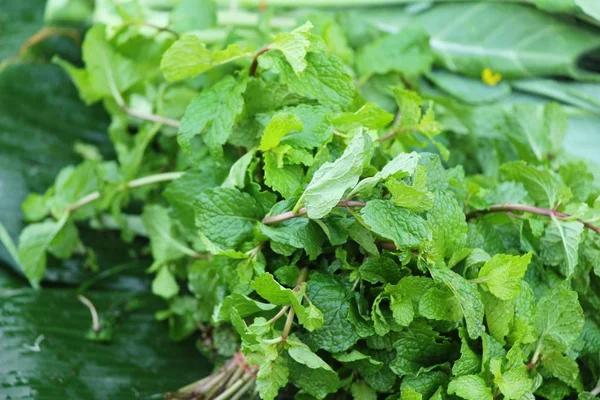 Folhas de hortelã-pimenta para cozinhar no mercado — Fotografia de Stock