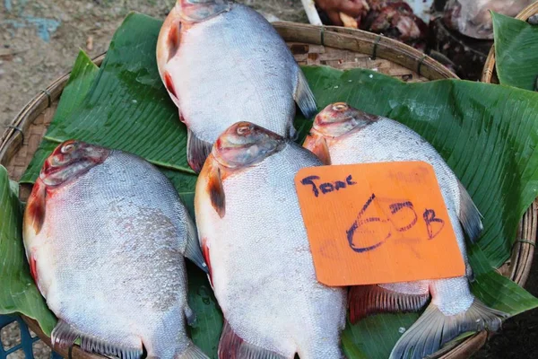 Peixe fresco para cozinhar no mercado — Fotografia de Stock