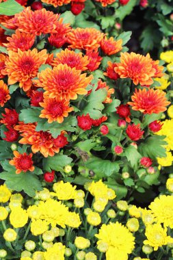 Kasımpatı çiçeği bahçede güzeldir