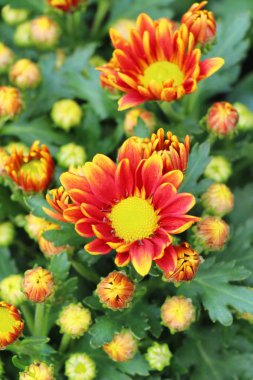 Kasımpatı çiçeği bahçede güzeldir