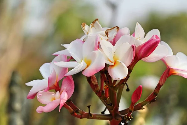 Plumeria fleur avec belle dans la nature — Photo