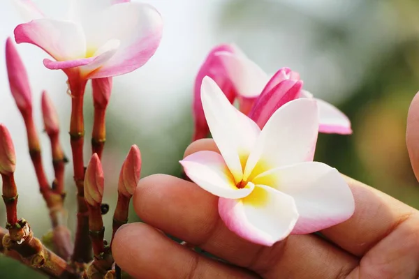 Plumeria flor com bonito na natureza — Fotografia de Stock