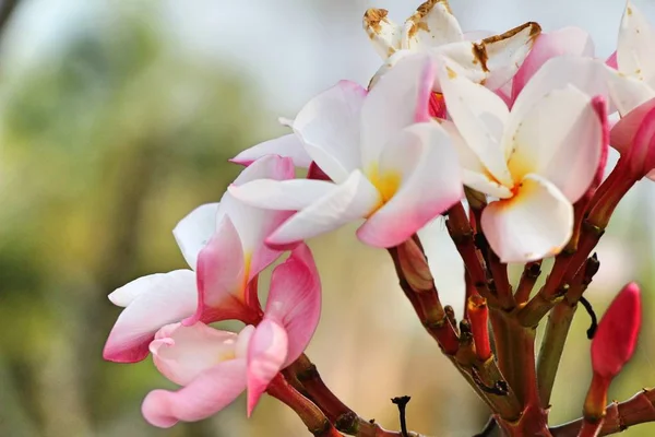 Plumeria flor con hermosa en la naturaleza — Foto de Stock