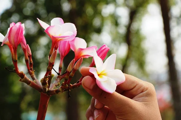 Plumeria flor com bonito na natureza — Fotografia de Stock