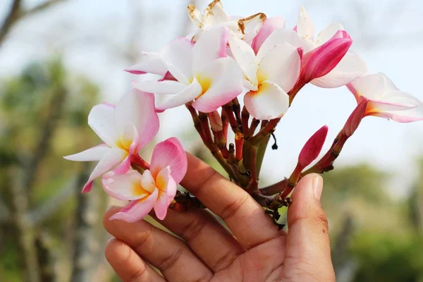 Plumeria bloem met prachtige in de natuur — Stockfoto