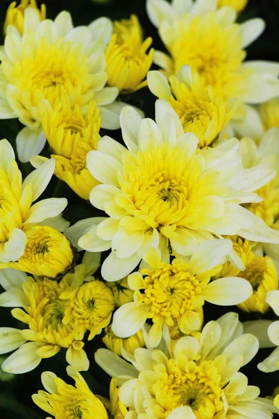 Chrysanthemen blühen schön im Garten — Stockfoto