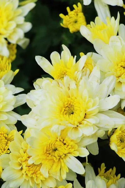 Chrysanthèmes fleur est belle dans le jardin — Photo