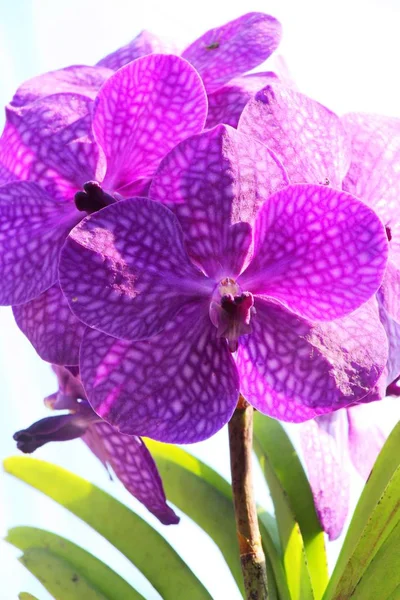 Flor de orquídea em belo na natureza — Fotografia de Stock