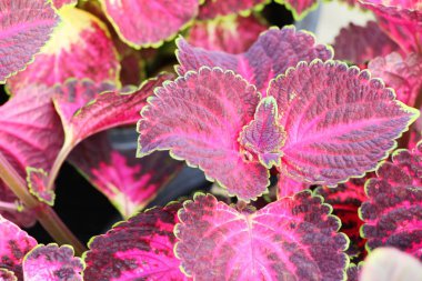 Bahçe doğa ile kırmızı yaprakları