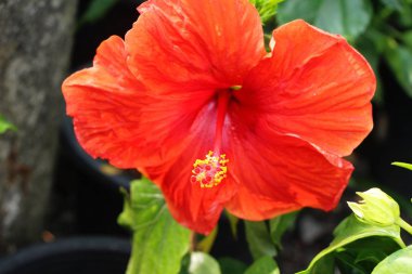 Hibiscus çiçek güzel doğa