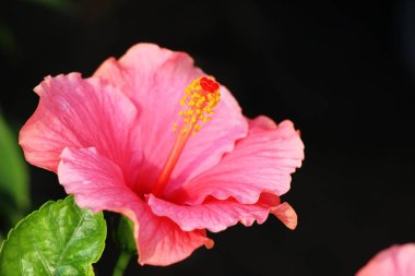 Hibiscus çiçek güzel doğa