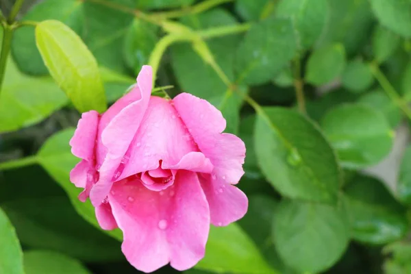 Beautiful roses is blooming in the garden — Stock Photo, Image