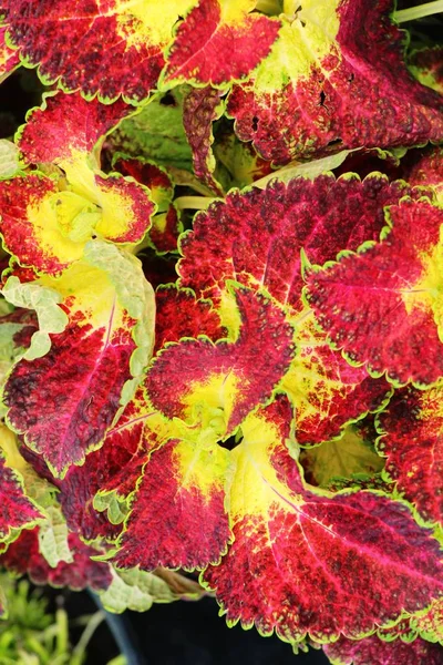 Rode bladeren in de tuin met de natuur — Stockfoto