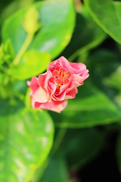 Ibišek květ na krásné v přírodě — Stock fotografie