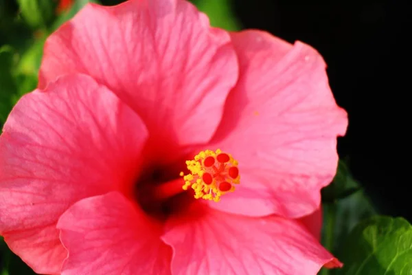 Hibiscus bloem op mooi in de natuur — Stockfoto