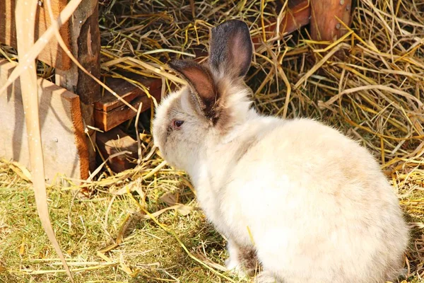 Lapin blanc est belle à la ferme — Photo