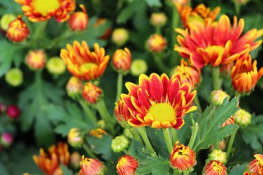 Kasımpatı çiçeği bahçede güzeldir