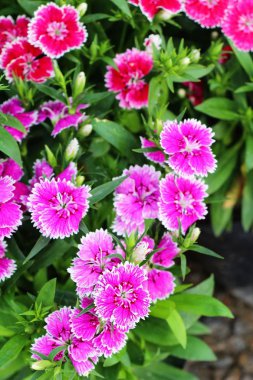 Bahçede güzel renkli çiçek