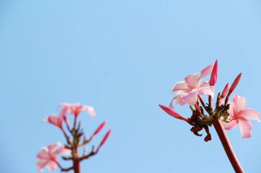 Plumeria çiçek ile güzel doğa