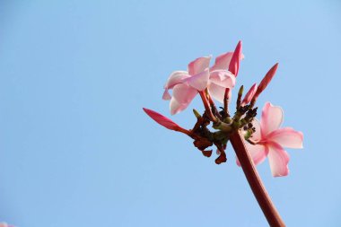 Plumeria çiçek ile güzel doğa