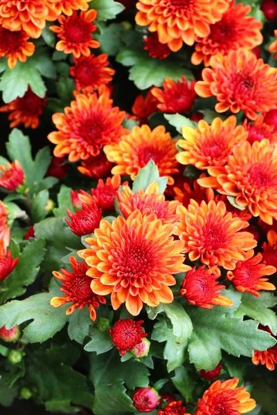 Chrysanthemen blühen schön im Garten — Stockfoto