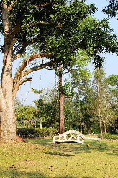 White swing hanging on tree with nature — Stock Photo, Image