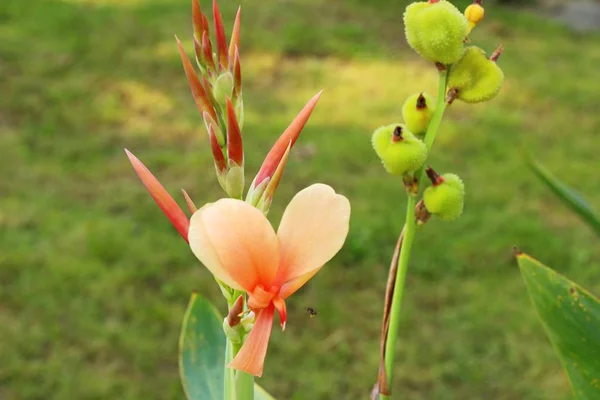 Hermosas flores de colores en el jardín — Foto de Stock