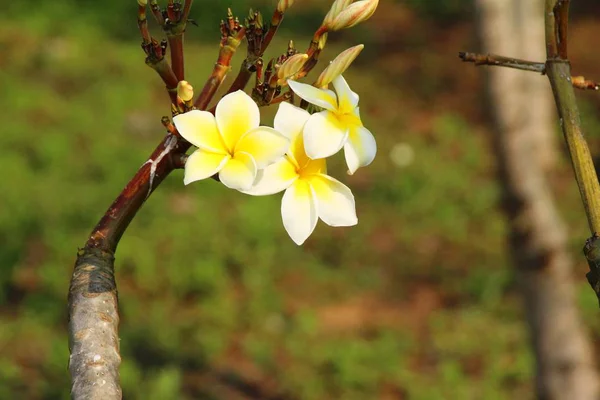 Plumeria fleur avec belle dans la nature — Photo