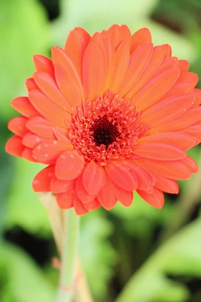 Gerbera blüht im Garten mit der Natur — Stockfoto