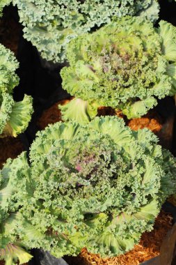 Bahçe doğa ile baş lahana