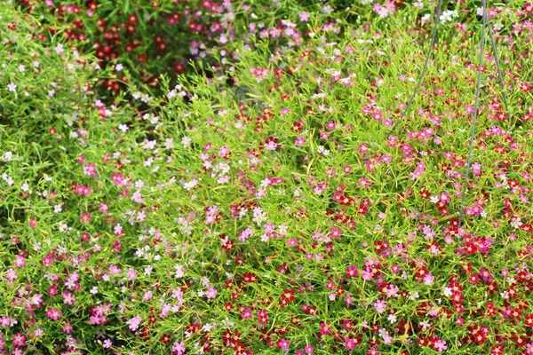 Rosa Flor Gypsophila Hermosa Naturaleza — Foto de Stock