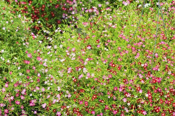 Rosa Zigeunerblume Schön Der Natur — Stockfoto