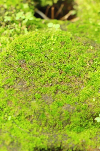 Зеленый Мох Каменном Полу Природой — стоковое фото