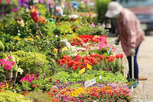 Beautiful Bloom Colorful Flowers Flower Shop — Stock Photo, Image