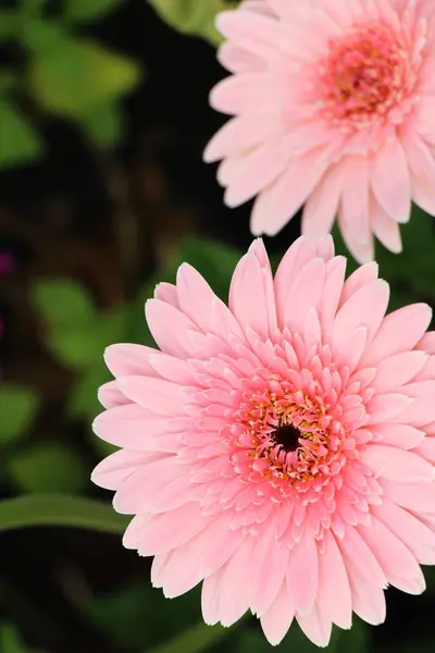 Gerbera Flowers Garden Nature — Stock Photo, Image