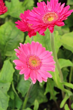 Gerbera çiçekleri Bahçe doğa ile