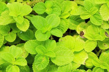 Biber nane yaprakları doğa ile bahçesinde