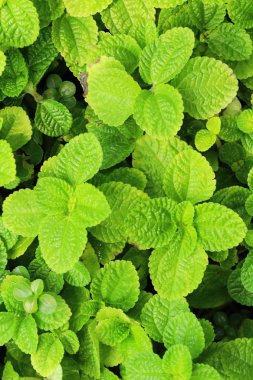 Biber nane yaprakları doğa ile bahçesinde