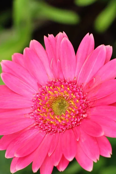 Gerbera blüht im Garten mit der Natur — Stockfoto