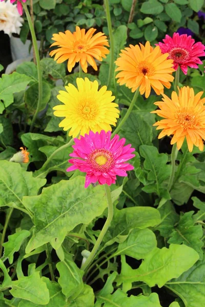 Gerbera blommor i trädgården med naturen — Stockfoto