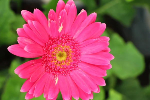 Gerbera blüht im Garten mit der Natur — Stockfoto