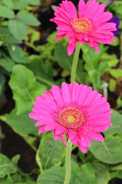 Gerbera цветы в саду с природой — стоковое фото