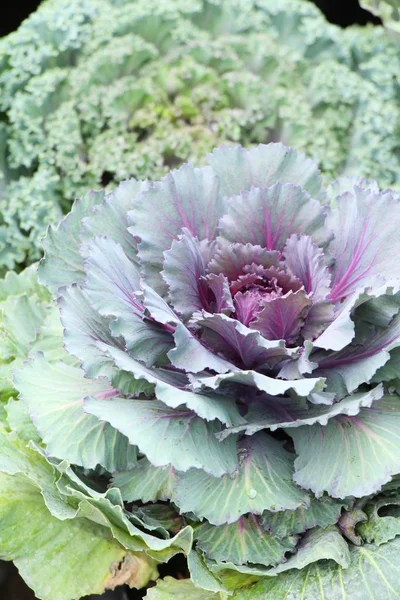 Kohlkopf im Garten mit der Natur — Stockfoto