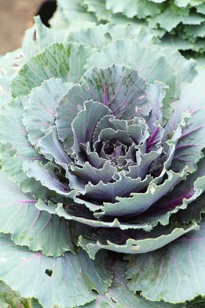 Kohlkopf im Garten mit der Natur — Stockfoto