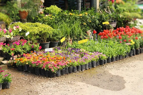 Bella fioritura fiori colorati nel negozio di fiori — Foto Stock