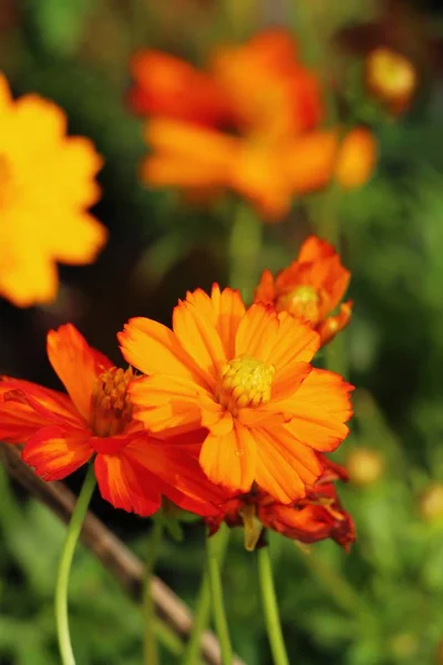 Hermosas flores de colores cosmos en el jardín —  Fotos de Stock