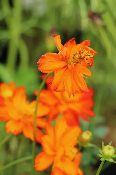 Schöner Kosmos bunte Blumen im Garten — Stockfoto