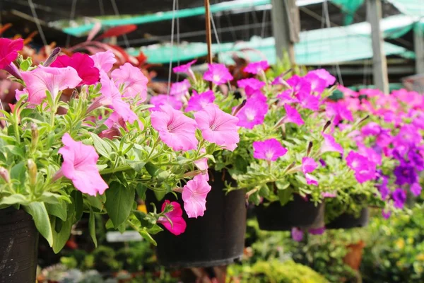 Bella fioritura fiori colorati in giardino — Foto Stock