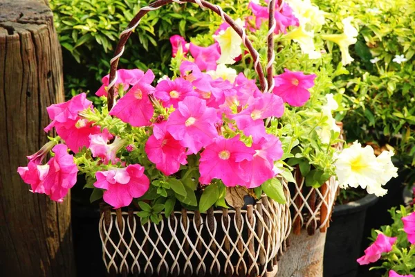 Hermosas flores de colores en el jardín — Foto de Stock