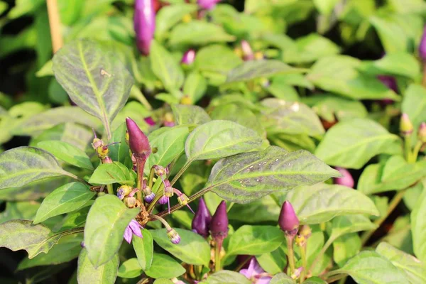 Fresh chilli on tree in the garden — Stock Photo, Image